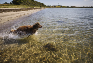 Een bruine hond rent door het heldere water bij het strand nabij Tranekaer in Zuid-Denemarken.