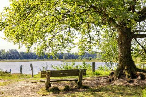 Bankje onder een oude boom aan een meer op glamping, met rust en zacht zonlicht in het groen.