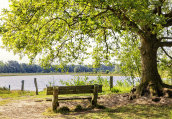 Bankje onder grote boom bij een meer op glamping, rustige natuur en sfeervol zonlicht.