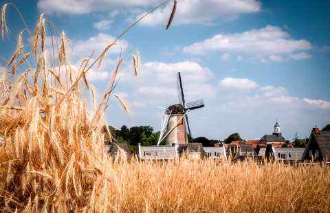 Vista glamping su un campo di grano con mulino a vento olandese e case del villaggio sotto cielo azzurro.