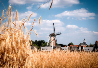 Glamping-uitzicht over een tarweveld met een Hollandse windmolen en dorpshuizen onder blauwe lucht.