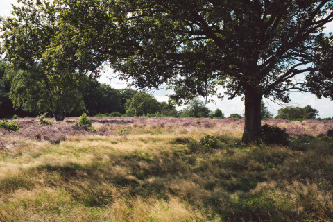 Landskabsfoto fra et glampingophold viser en stor trækrone, lilla lyng og grønne marker under solen.