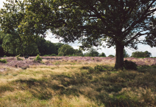 Glampingfoto met een grote boom, paarse heidevelden en zonovergoten gras op een rustig natuurterrein.