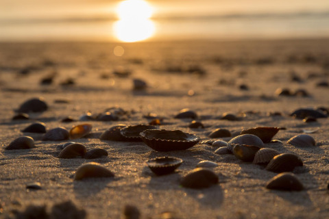 Atardecer en la playa con conchas en la arena en Beach sleeping cabin Strand Dishoek 342, Países Bajos.