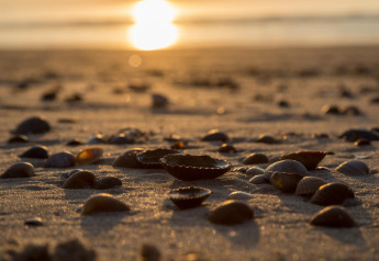 Sunset at Beach sleeping cabin Strand Dishoek 342, Netherlands, featuring seashells scattered on the sand.