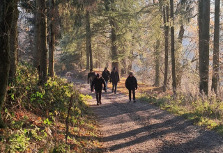 Menschen wandern auf einem Waldweg bei Sonnenlicht im Ferienpark Le Hameau de l'Ourthe in Belgien.