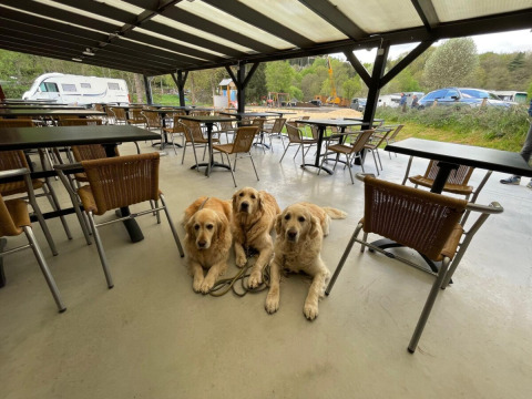 Tres golden retrievers sentados bajo una terraza cubierta en Le Hameau de l'Ourthe, parque vacacional de Bélgica.