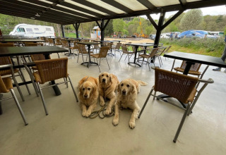 Trois golden retrievers assis sur une terrasse couverte au Hameau de l'Ourthe, parc de vacances en Belgique.