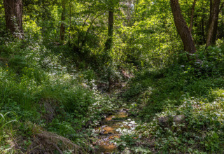 Bosco soleggiato con un piccolo ruscello vicino a Fenouillet, Occitania, Francia, durante la primavera.