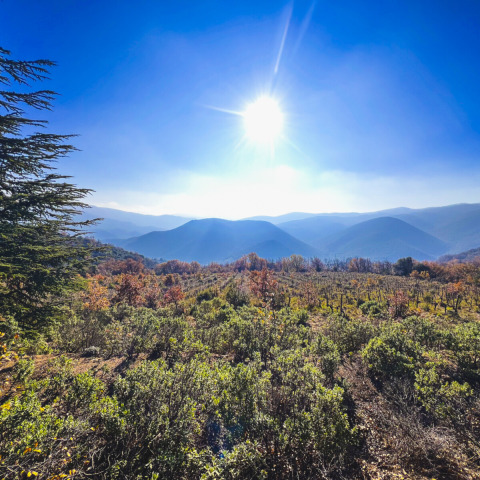 Il sole splende sulle colline vicino a Fenouillet, Occitania, Francia, con arbusti e alberi in primo piano.
