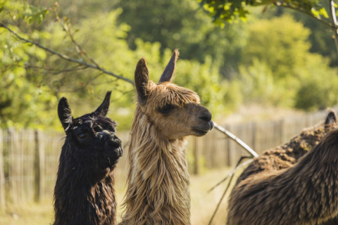 Twee langharige lama's staan in het gras bij een glamping-accommodatie, omgeven door bomen.
