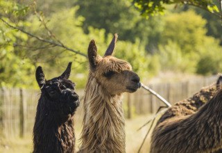 Twee lama’s met lange vacht op een grasveld bij een glampingverblijf, omgeven door bomen en zon.