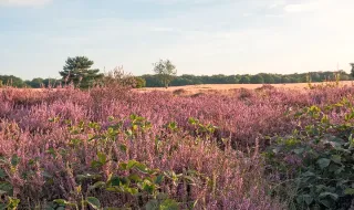 Blühende Heide und malerische Natur bei Huizen, Nordholland, mit Bäumen unter blauem Himmel.