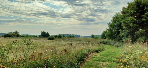 Vista panoramica dal campeggio Hunze Bulten a Drenthe, Paesi Bassi, con fiori spontanei e prati verdi.