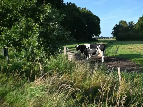 Mucca bianca e nera beve a un trogolo al campeggio Hunze Bulten, parco vacanze in Drenthe, Paesi Bassi.