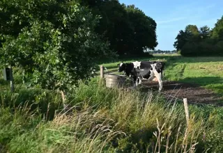 Mucca bianca e nera beve a un trogolo al campeggio Hunze Bulten, parco vacanze in Drenthe, Paesi Bassi.