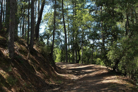 Chemin forestier sinueux bordé de grands arbres près de Lalevade d'Ardèche en Auvergne-Rhône-Alpes, France.