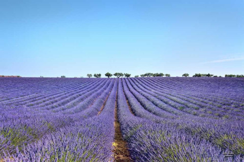 Champ de lavande près de Manosque, Provence-Alpes-Côte d’Azur, France, en rangées violettes sous un ciel bleu clair.