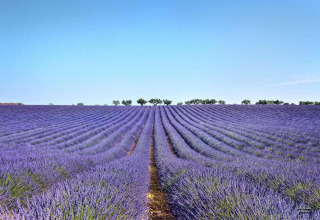 Lavendelvelden nabij Manosque, Provence-Alpes-Côte d’Azur, Frankrijk, met paarse rijen onder een blauwe lucht.