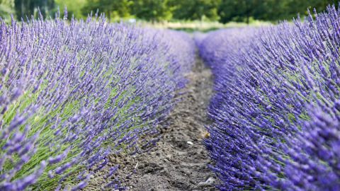 Rækker af lilla lavendelblomster i blomst hos Flower Camping la Pinède, Auvergne-Rhône-Alpes, Frankrig.