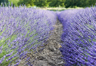 Rows of blooming lavender at Flower Camping la Pinède in Auvergne-Rhône-Alpes, France, on a summer day.