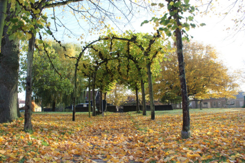 Scena autunnale al Campeggio de Haas, Zeeland, Paesi Bassi, con alberi e foglie gialle cadute a terra.