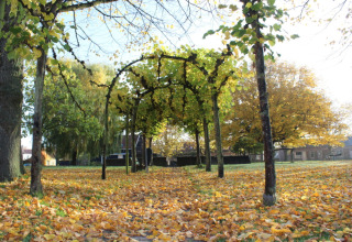 Scena autunnale al Campeggio de Haas, Zeeland, Paesi Bassi, con alberi e foglie gialle cadute a terra.