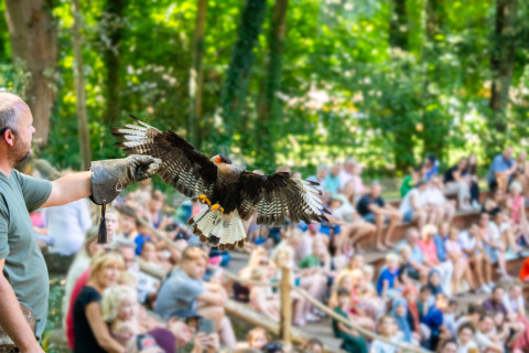 Falkonér optræder med rovfugl foran publikum i skovomgivelser ved Gooise Heide feriepark i Holland.
