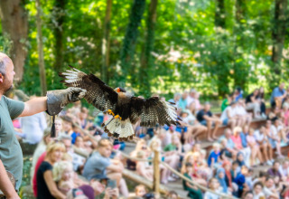 Falkonér optræder med rovfugl foran publikum i skovomgivelser ved Gooise Heide feriepark i Holland.
