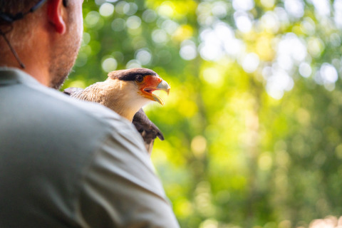Un homme porte un rapace sur l'épaule dans le parc de vacances Gooise Heide, Hollande-Septentrionale, fond verdoyant.