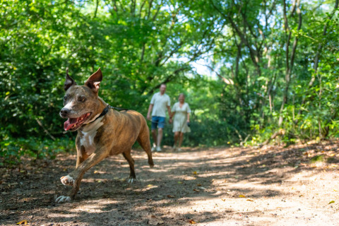 Hund løber foran to mennesker på en skovsti i Gooise Heide feriepark, Nordholland, Nederlandene.