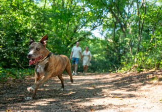 Hund løber foran to mennesker på en skovsti i Gooise Heide feriepark, Nordholland, Nederlandene.