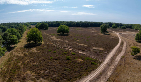 Panoramisk udsigt over et hedelandskab med stier og enkelte træer nær Huizen, Nordholland, Holland.