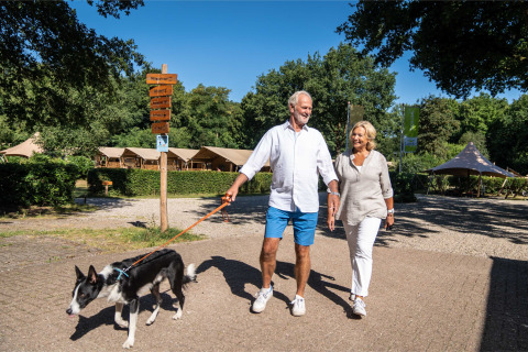 Ældre par går med deres hund i solskin ved Gooise Heide feriepark i Nordholland, Holland.