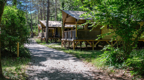 Stier med moderne telte i en skov på Flower Camping la Pinède, feriested i Auvergne-Rhône-Alpes, Frankrig.