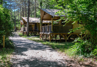 Stier med moderne telte i en skov på Flower Camping la Pinède, feriested i Auvergne-Rhône-Alpes, Frankrig.