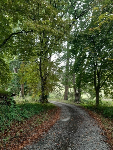 A winding forest path surrounded by lush green trees near Cuzy in Bourgogne-Franche-Comté, France.