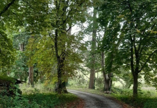 A winding forest path surrounded by lush green trees near Cuzy in Bourgogne-Franche-Comté, France.