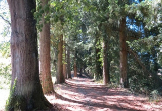 Sendero forestal rodeado de altos árboles cerca de Cuzy, Bourgogne-Franche-Comté, Francia, en un día soleado.