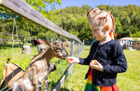 A child with braided hair feeds a goat through a fence at Le Moulin de Bel Air campsite in Occitanie, France.