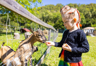 Una bambina con le trecce dà da mangiare a una capra attraverso una recinzione al campeggio Le Moulin de Bel Air.