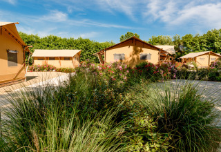 Tiendas tipo safari en Dune Agriturismo, Italia, rodeadas de vegetación y arbustos florecidos en un día soleado.