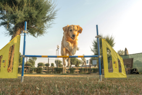 A happy dog jumps over an agility hurdle at Spina Family Collection campsite in Emilia-Romagna, Italy.
