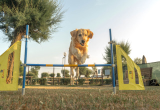 A happy dog jumps over an agility hurdle at Spina Family Collection campsite in Emilia-Romagna, Italy.