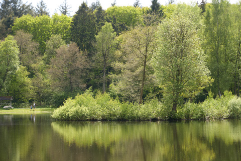 Reflejo de árboles verdes en lago junto a Safari tent de luxe en Camping 't Veld, Países Bajos, paisaje tranquilo.
