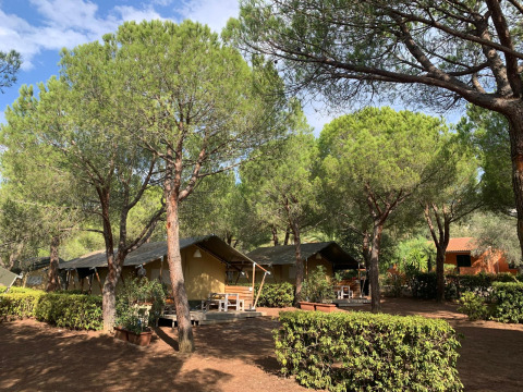 Safarizelte unter Pinien auf dem Campingplatz Casa dei Prati in Italien, umgeben von Natur und Ruhe.