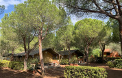 Safarizelte unter Pinien auf dem Campingplatz Casa dei Prati in Italien, umgeben von Natur und Ruhe.