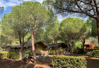 Safarizelte unter Pinien auf dem Campingplatz Casa dei Prati in Italien, umgeben von Natur und Ruhe.