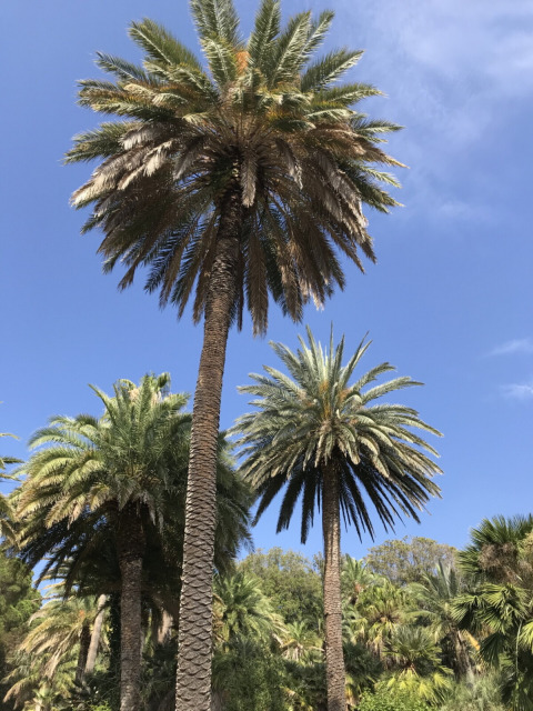 Alte palme sotto un cielo azzurro al campeggio Rosselba le Palme, villaggio vacanze in Toscana, Italia.