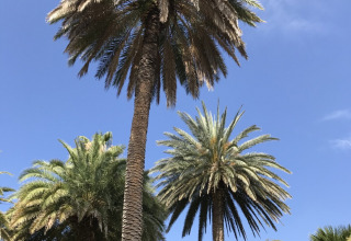 Tall palm trees under a bright blue sky at Campsite Rosselba le Palme holiday park in Tuscany, Italy.